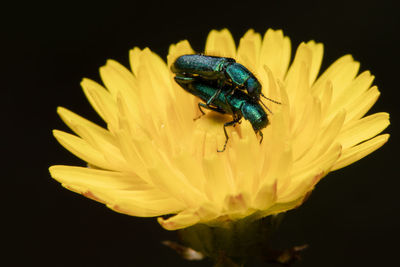 Close-up of insect on yellow flower