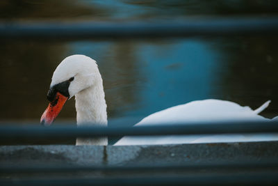 Swan swimming in lake