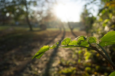 Close-up of fresh green plant