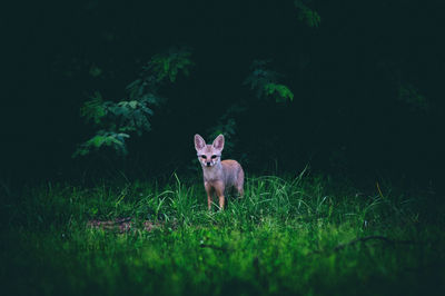 Portrait of a cat on field