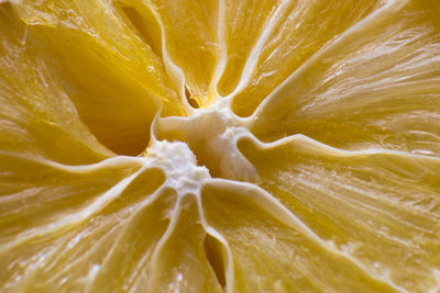 Macro photo of a dehydrated lemon