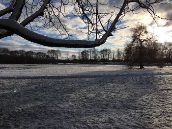 Bare trees against sky