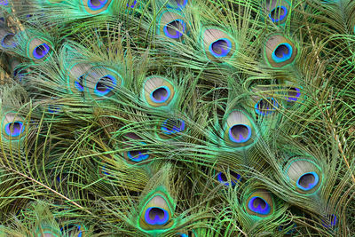 Full frame shot of peacock feathers