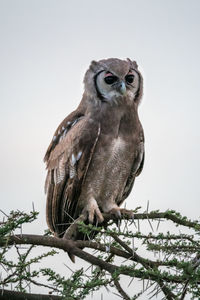 Low angle view of owl perching on branch against sky