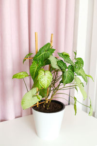 Tropical houseplant syngonium with bamboo support on white pink background.