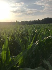 Crops growing on field against sky during sunset