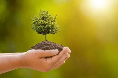 Close-up of hand holding plant