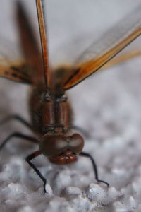 Macro shot of insect