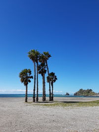 Coconut palm trees on beach against clear blue sky