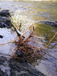 Close-up of plants against water