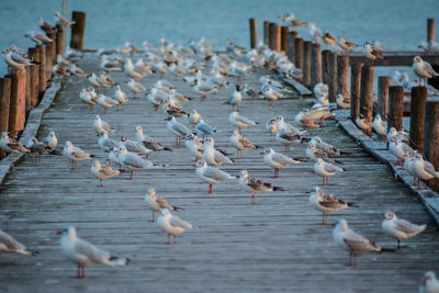 Flock of birds in lake