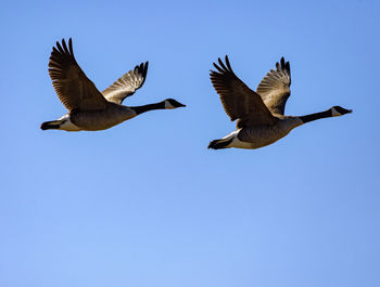 Low angle view of birds flying against clear blue sky