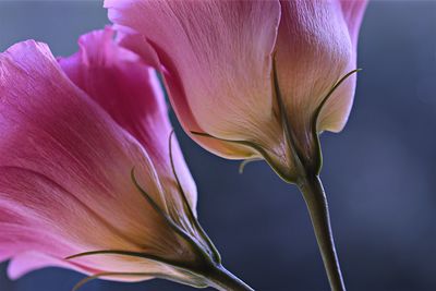 Macro shot of purple flower