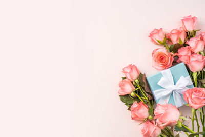 Close-up of pink rose against white background