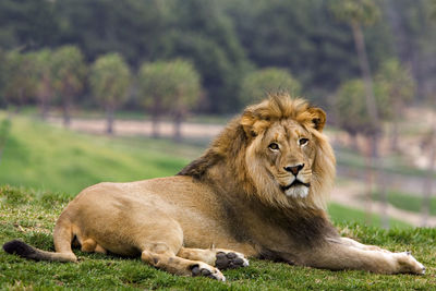 Close-up of lion lying on grass