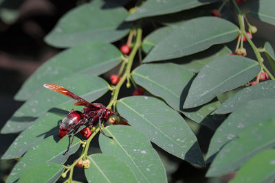 Close-up of insect on leaves