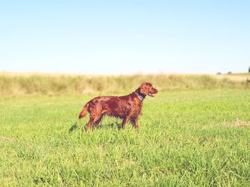 Dog in a field