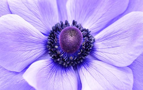 Full frame shot of purple flower