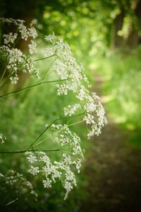 Close-up of white flowers