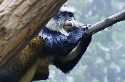 Low angle view of monkey on tree