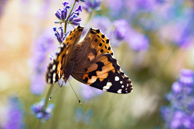 Close-up of butterfly on purple flower