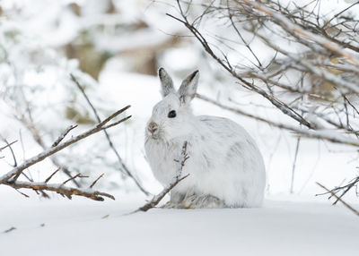 Snowshoe hare along the skyline trail on a winter morning, cape breton highlands