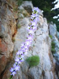 Close-up of purple flowers