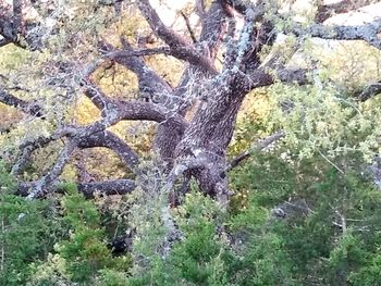 View of trees in forest