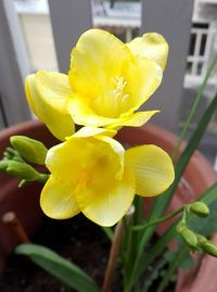 Close-up of yellow flower blooming outdoors