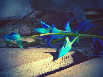 Blue flowers and plants growing outdoors