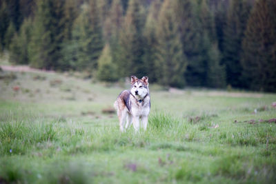 Dog on field