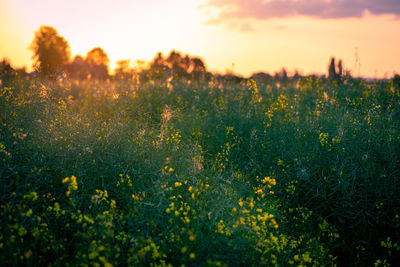 Scenic view of flowering plants on field against sky during sunset