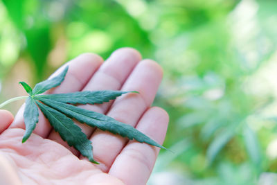 Close-up of hand holding leaves