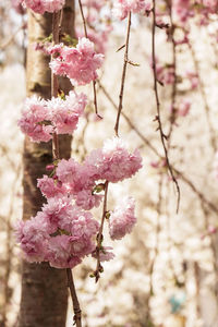 Close-up of pink flowers on branch