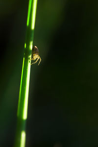 Close-up of damselfly on leaf