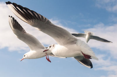 Low angle view of seagulls flying against sky