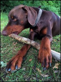 Close-up of dog on field