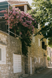 Pink flowering tree by building in city