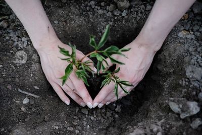 Low section of person planting sapling