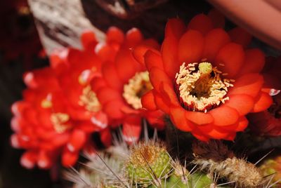 Close-up of red flowers