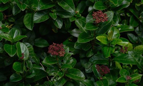 Close-up of flowering plant