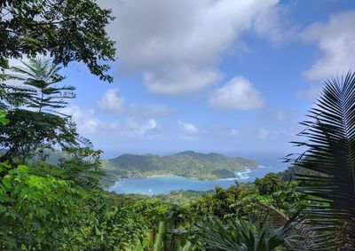 Scenic view of palm trees against sky