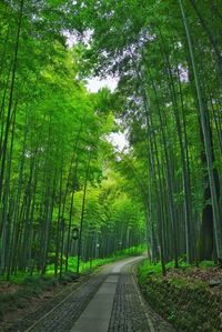 Footpath amidst trees in forest