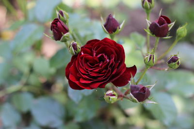 Red rose,close-up