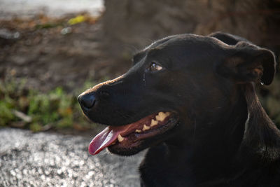 Cute black dog with its mouth open