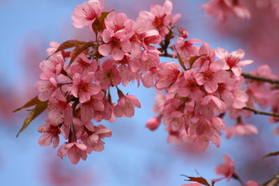 Close-up of pink flowers blooming on tree against sky