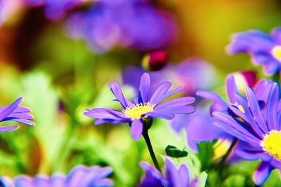 Close-up of purple flowering plants