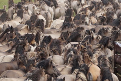 Full frame shot of horses