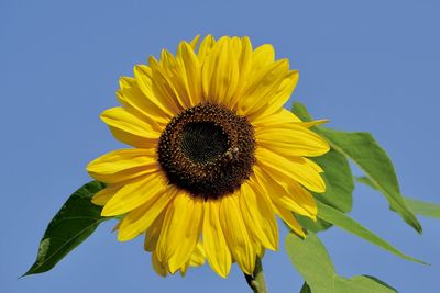 Low angle view of sunflower against blue sky