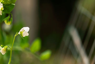 Close-up of white flowering plant